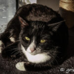 Some new photos of Skuggi