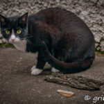 Our cat Skuggi